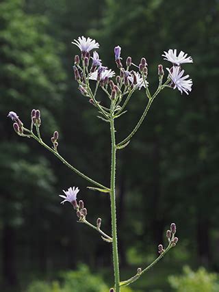 Isosinivalvatti, Lactuca macrophylla - Kukkakasvit - LuontoPortti