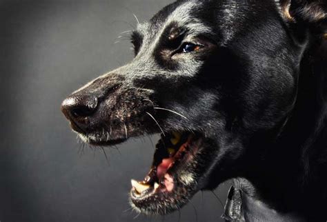 How To Overcome Fear Of Dogs Cynophobia In Adults And Children Top