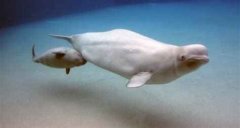 Meet 10 Of Natures Friendliest Underwater Animals