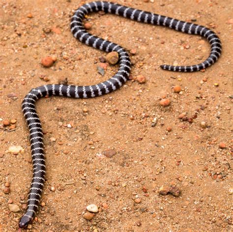 New Venomous Snake Species Discovered In Australia Bandy Bandy Snake Reptiles Magazine