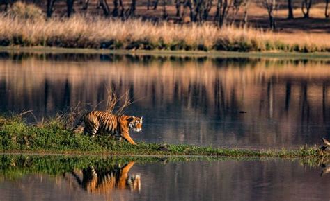 Kanha National Park Complete Travel Guide 2021 Hikerwolf