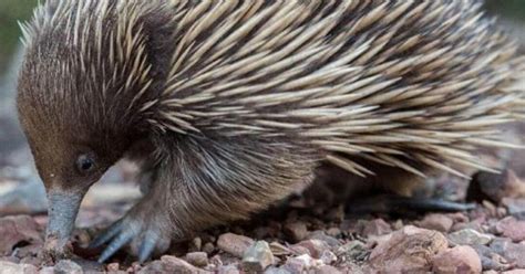 The Weirdest Australian Animals Youve Never Heard Of