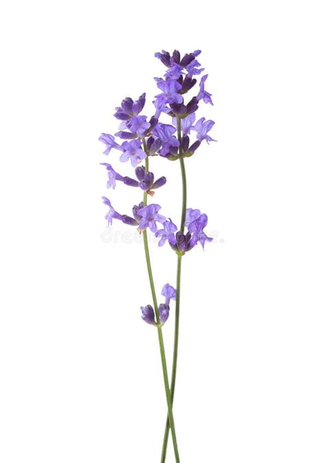 Lavender Stock Image Image Of Blooms Flowers Fresh 35087227