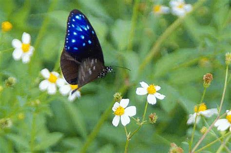 Motion GIF Just Another Butterfly Nature Gif Butterfly Gif