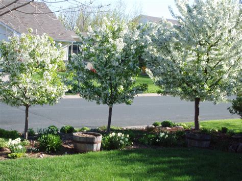 White Crabapple Trees In Front White Garden Spring Time Bloom