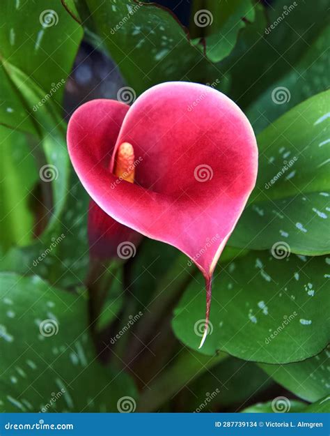 Heart Shaped Red Calla Lily Bloom With Yellow Edges Stock Photo Image