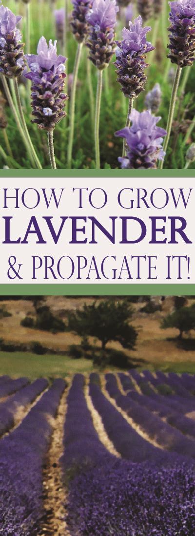 How To Grow Lavender And Propagate It Gardenlovin Growing Lavender