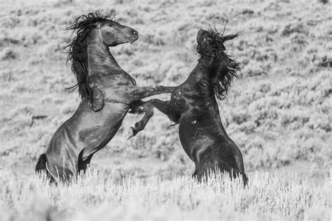 Black And White Wild Horse Stallions Fighting On Their Hind Legs