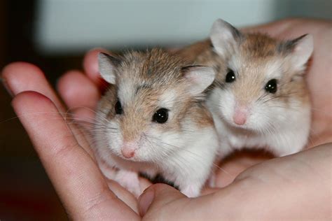 Two Cute Hamsters Cute Hamsters Mammals Quick Animales