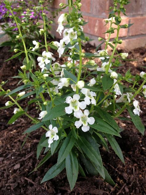 Angelonia Plants Garden