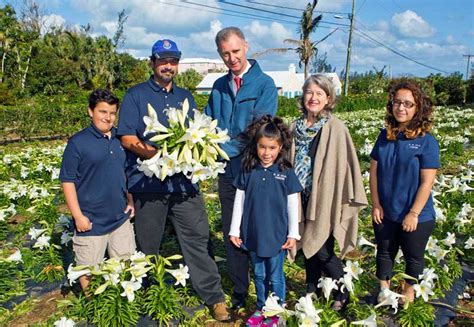 Bermuda Easter Lilies To Be Sent To The Queen Bernews