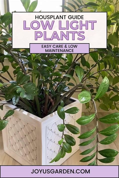 10 Best Low Light Indoor Plants Easy Care And Low Maintenance Video