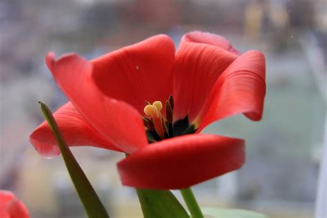 Tulipano | Tulips flowers, Tulips, Flowers