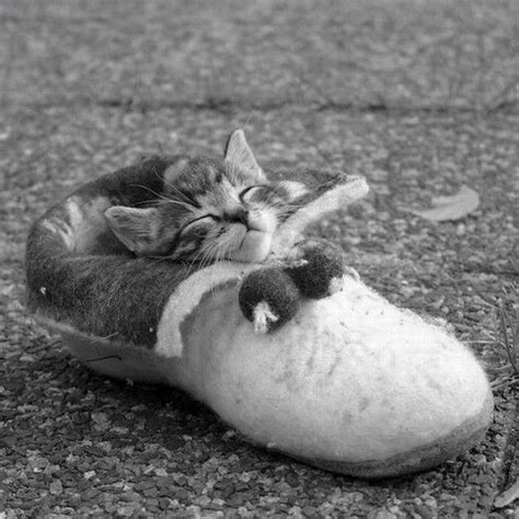 Sur akspic.com vous pouvez télécharger gratuitement les fonds d'écran et les images sur le thème de chat mignon. Images de chats trop mignons