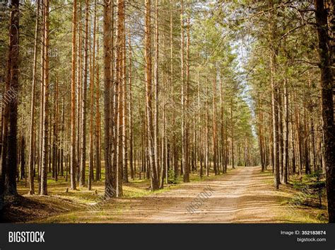 Road Pine Tree Forest Image And Photo Free Trial Bigstock