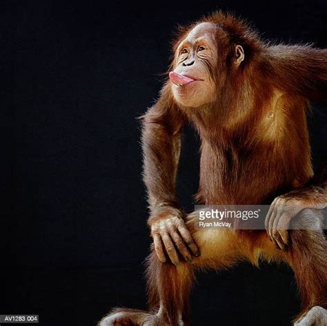 Monkey Sticking Out Tongue Stock Fotos Und Bilder Getty Images