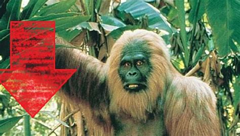 Was The Last Great Ape Ever Photographed Before The Species Extinction Actually In 1983