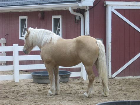 American Cream Draft Horse