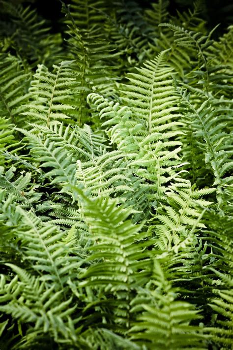 Ferns That Grow In Full Shade My Favourite Ferns For Containers