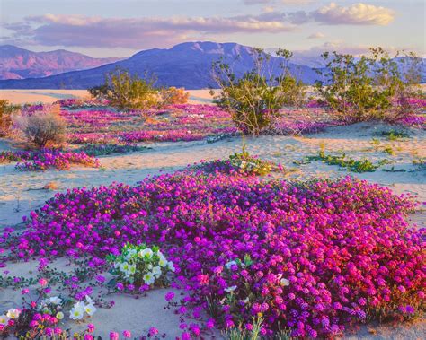 This Desert In The Southwest Is Experiencing A Wildflower ‘superbloom
