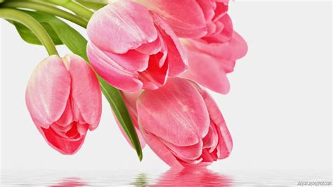 10 Wallpaper Bunga Tulip Pink Cantik Deloiz Wallpaper