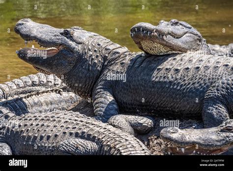 American Alligators Alligator Mississippiensis Basking In The Sun At