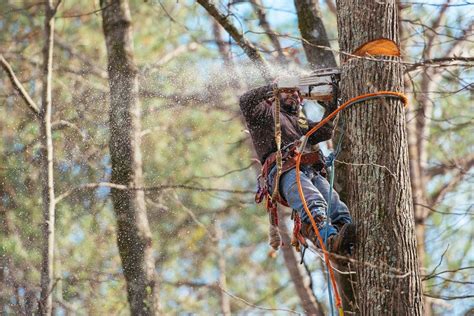 Benefits of going for professional tree removal services