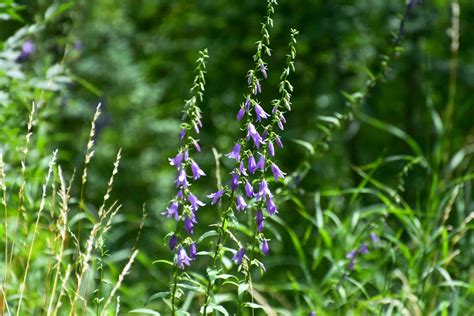 Creeping Bellflower Plant Care And Growing Guide
