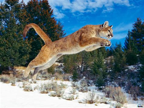 Cougar Wallpapers Top Free Cougar Backgrounds Wallpaperaccess