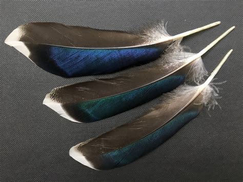 10 Pcs Mallard Duck Wing Feathers Iridescent Feathers Natural Etsy
