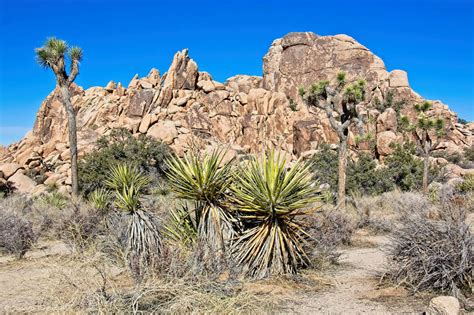 Come here to follow a trail through an the natural garden stands in the pinto basin, a barren region just south of the confluence of the lower colorado desert and upper mojave desert. Reisebericht Joshua Tree Nationalpark: Entdecke mit mir ...