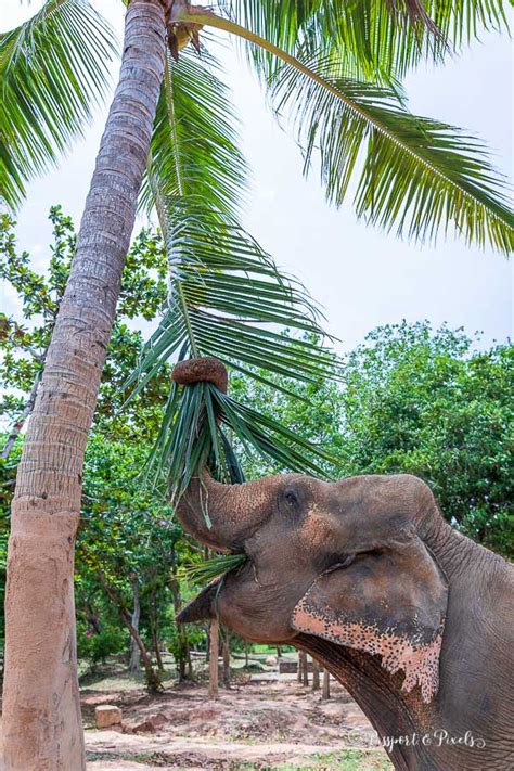 Visiting The Delightful Koh Samui Elephant Sanctuary Thailand