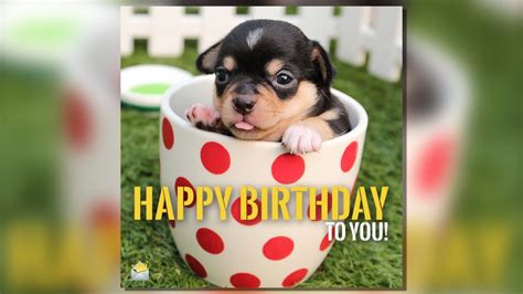 Happy Birthday Two Words From Cute Animals Youtube