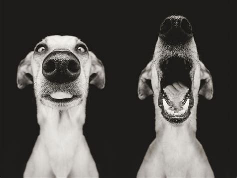 New Expressive Dog Portraits By Elke Vogelsang Bored Panda