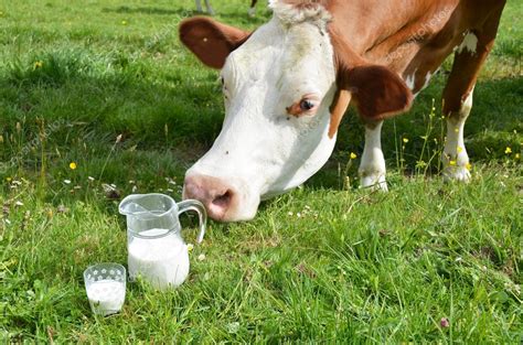 Milk And Cow — Stock Photo © Happyalex 45042105