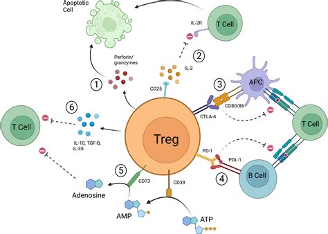 Frontiers Foxp Regulatory T Cell Therapy For Tolerance In Autoimmunity And Solid Organ