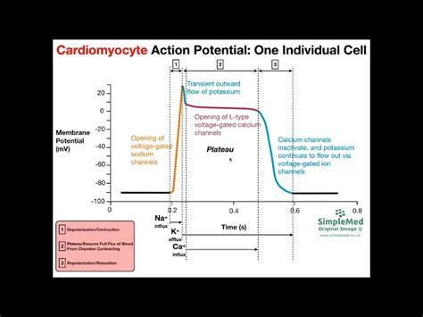 Cardiac Muscle Action Potential