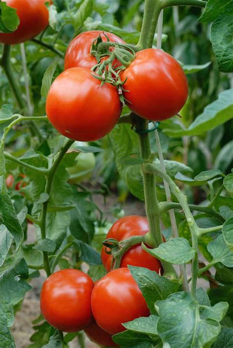 Tomato blight, in its different forms, is a disease that attacks a plant's leaves, stems, and even fruit. How to Identify, Control and Prevent Blight on Your Tomatoes