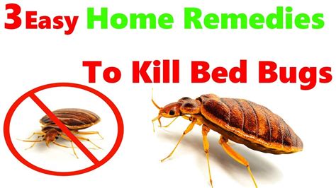 How To Get Rid Of Bed Bugs Quickly Permanently Bed Bugs Treatment