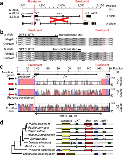 chromosomal inversion of dsx a detailed gene structures for the h download scientific