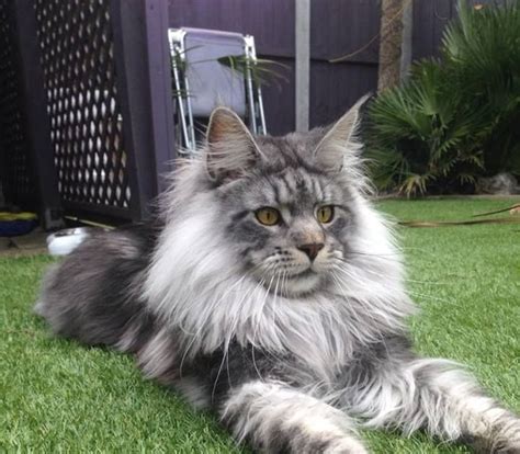 Best way to contact us is through email. Grey Maine Coon Grey Norwegian Forest Cat - Baby Kitten ...
