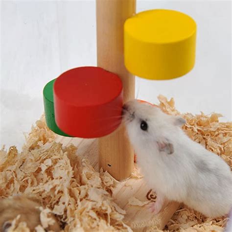 Essential Care Tips For Your Pet Hamsters Hamster Care Guide