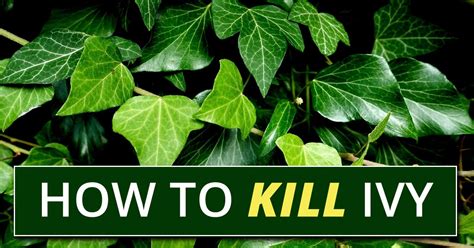 How to kill Ivy.