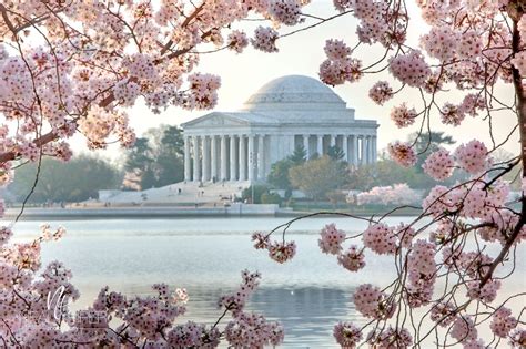 Cherry Blossoms In Peak Bloom Jefferson Memorial Washington Dc