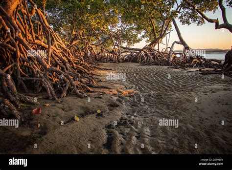 Mangrove Swamp Low Tide In Hi Res Stock Photography And Images Alamy
