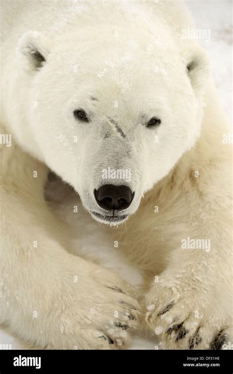 Polar Bear Ursus Maritimus Stock Photo Alamy