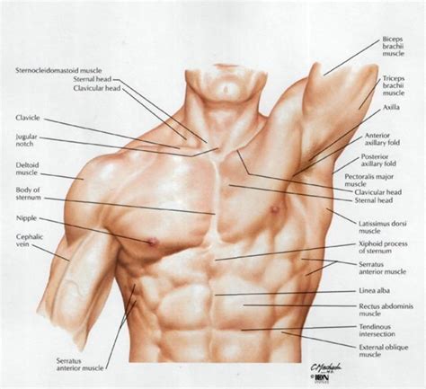 Chest Muscles Diagram Diagram Chest Muscles Women Best Exercises