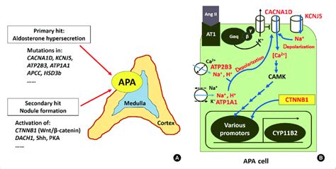 A Two Hit Model For The Pathogenesis Of Aldosterone Producing Adenoma
