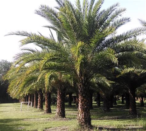Sylvester Palm Tree Canary Island Date Palm Palm Trees Florida