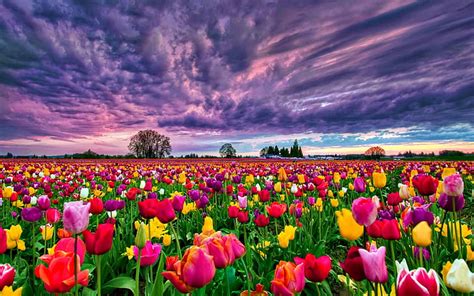 Hd Wallpaper Tulips Field At Sunset Desktop Background 498470